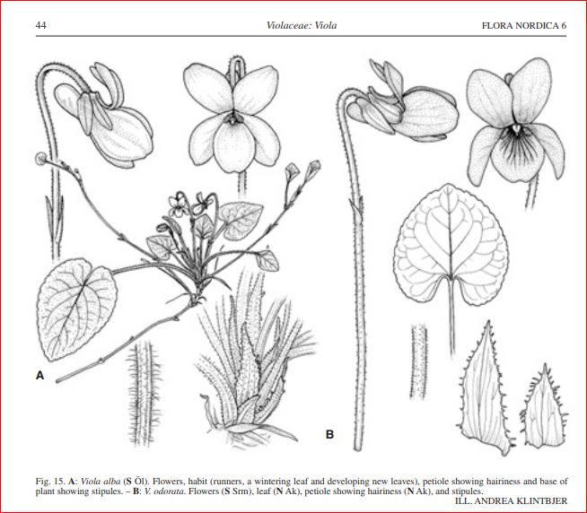 Viola odorata?       No, alba subsp. alba